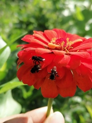 Trigona fulviventris