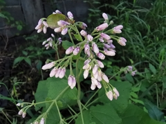 Peteravenia malvifolia