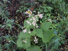 Peteravenia malvifolia