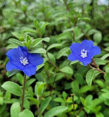 Evolvulus nuttallianus