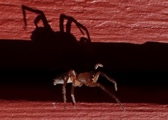 Clubionidae