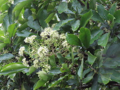 Heptapleurum heptaphyllum