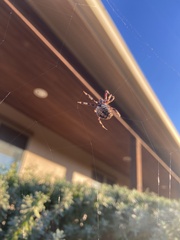 Neoscona domiciliorum