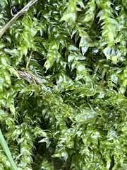 Brachythecium rutabulum