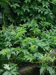 Image of Cyclanthera pedata