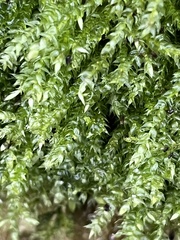 Brachythecium rutabulum