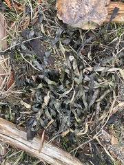 Zostera