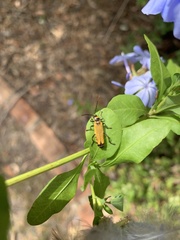 Chauliognathus flavipennis