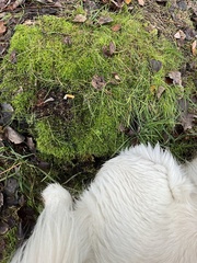 Brachythecium rutabulum