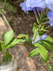 Chauliognathus flavipennis