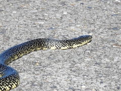 Lampropeltis holbrooki
