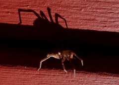 Clubionidae