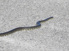 Lampropeltis holbrooki