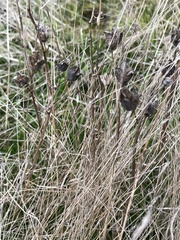 Camassia quamash