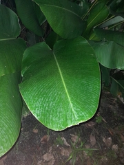 Calathea