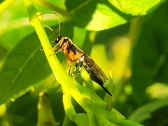 Itoplectis conquisitor