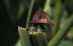 Theagenes dichrous