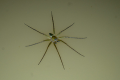 Dolomedes facetus
