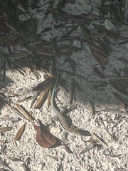 Pholidoscelis auberi
