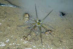 Dolomedes facetus