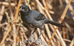 Laniarius funebris