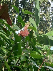 Hibiscus rosa-sinensis