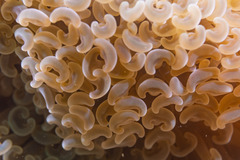 Fimbriaphyllia ancora