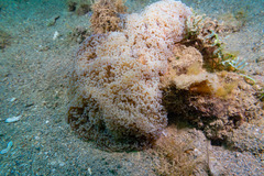 Fimbriaphyllia ancora