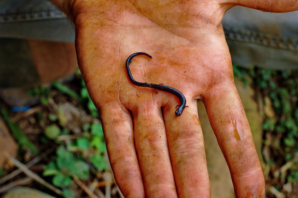 Long-tailed Worm Salamander