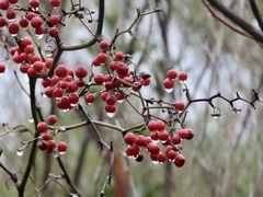 Smilax china