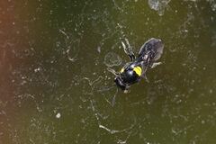 Hylaeus nubilosus