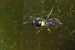 Hylaeus nubilosus