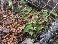 Peltigera leucophlebia