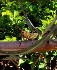 Taeniopoda varipennis