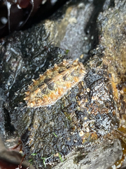 Acanthochitona crinita