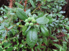 Litsea rotundifolia