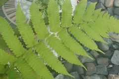 Christella parasitica