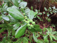 Litsea rotundifolia