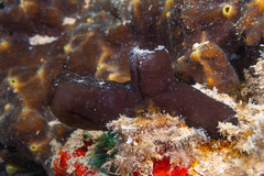 Ascidian photo 3