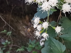 Ageratina