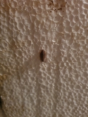 Oniscidea
