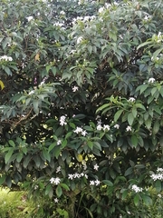 Tabernaemontana divaricata