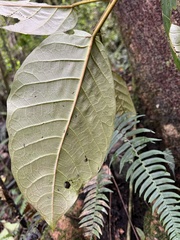 Ficus cuatrecasasiana