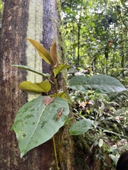 Ficus cuatrecasasiana