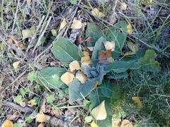 Verbascum pulverulentum