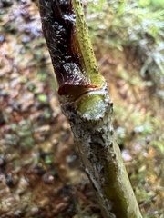 Ficus cuatrecasasiana