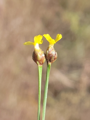 limestone yellow-eyed grass (Xyris calcicola)
