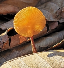 Collybiopsis subnuda