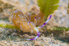 Pteraeolidia semperi