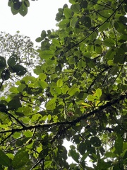 Ficus cuatrecasasiana